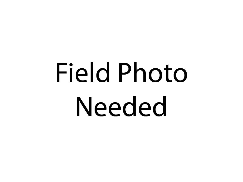 Amphibolite Field Photo