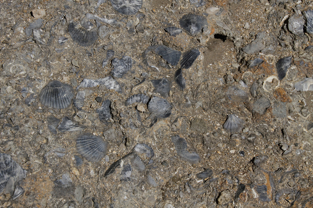 Brachiopod Fossils