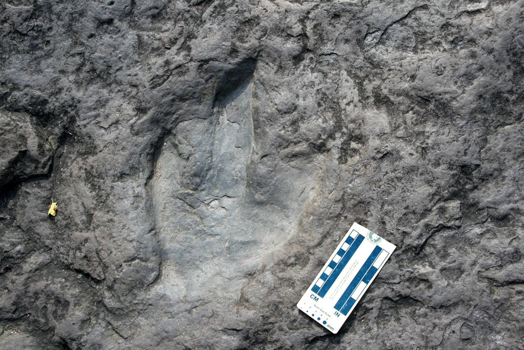 Dinosaur Footprint in mudstone