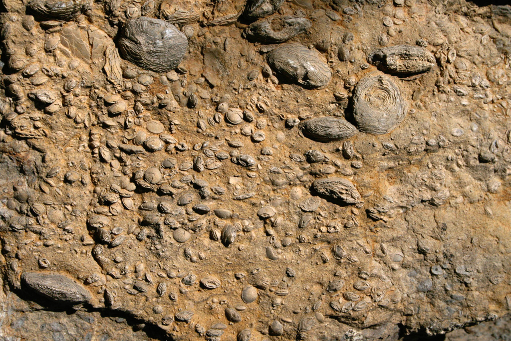Foram fossils in limestone
