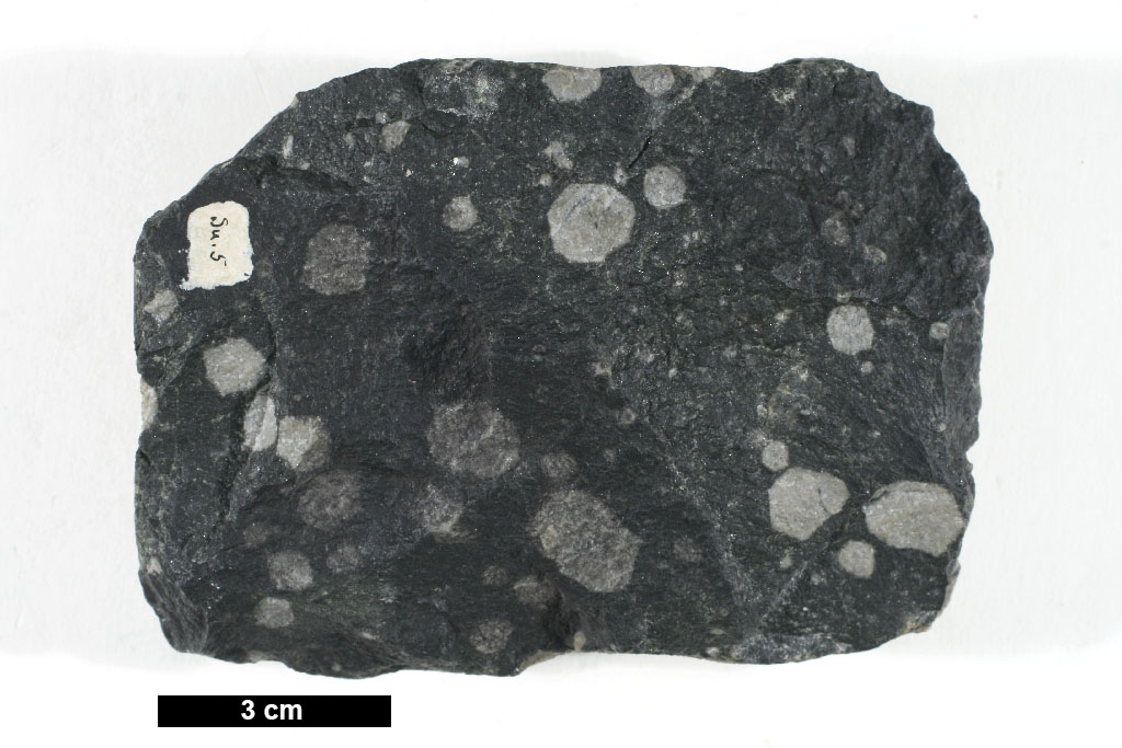 Leucite Phenocrysts