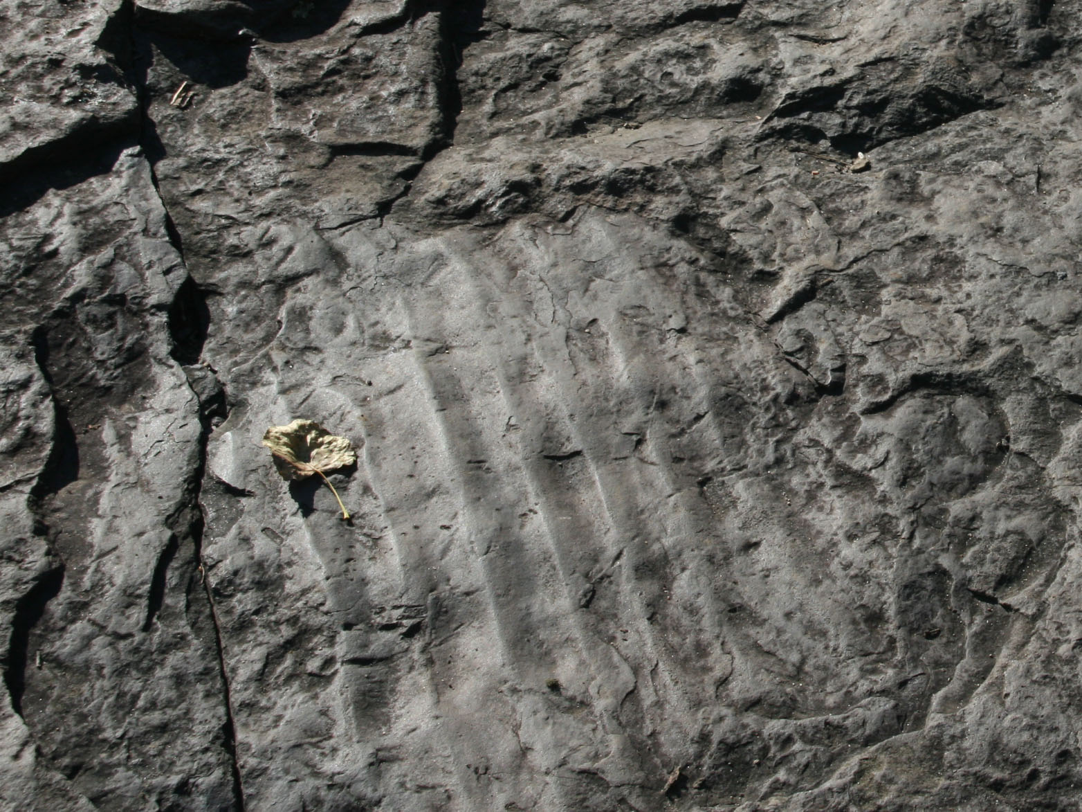 Folded Coticule Gneiss