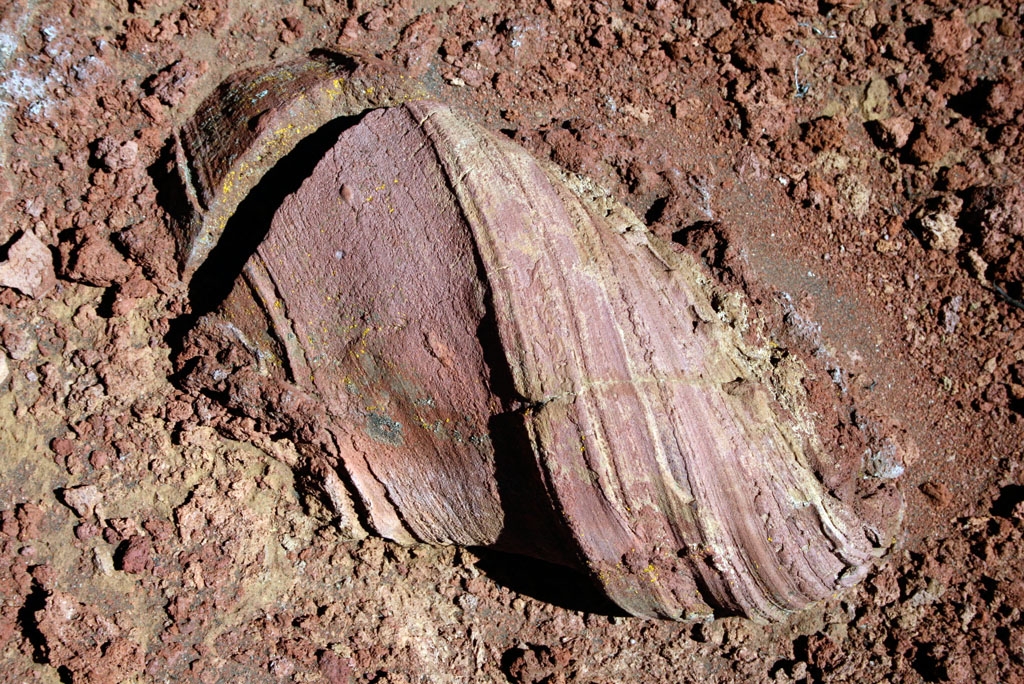 Folded Coticule Gneiss