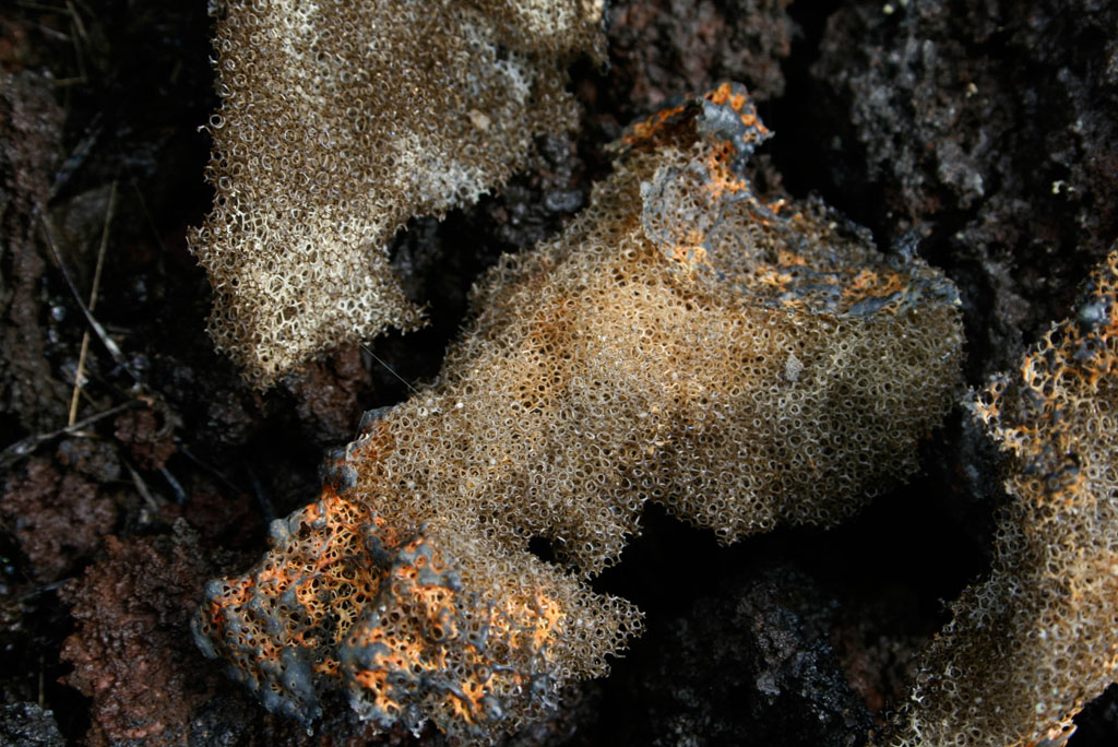 Stretched Pebble Outcrop