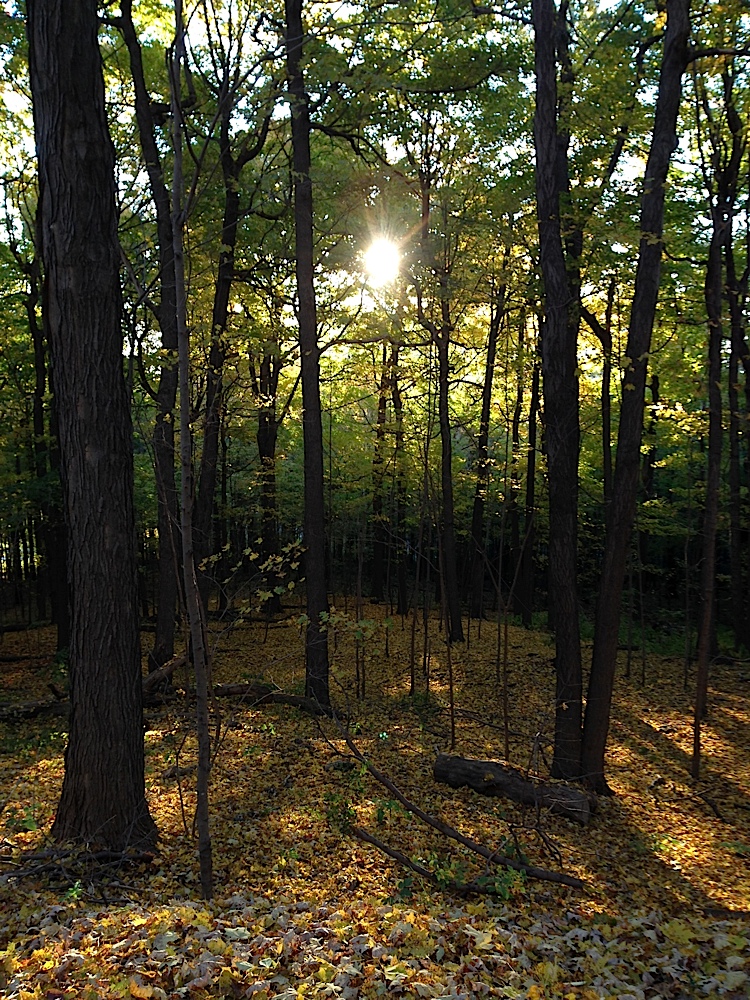 Mont Royal