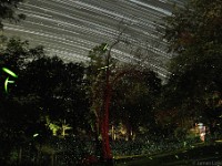 Star Trails and Fireflies  Northampton, MA
