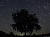 Cottonwood Tree and Star Trails  Hadley, MA