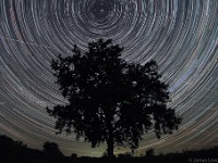 Cottonwood Tree, Star Trails, and International Space Station  Hadley, MA
