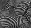 zebra stripes