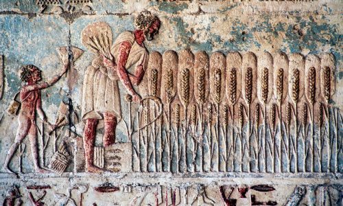 A scene depicting a harvest at the tomb of Petosiris, a high priest of Thoth, at Tuna el-Gebel, Egypt, from the Ptolemaic era (From De Agostini/Getty Images via St. Fleur, 2017).