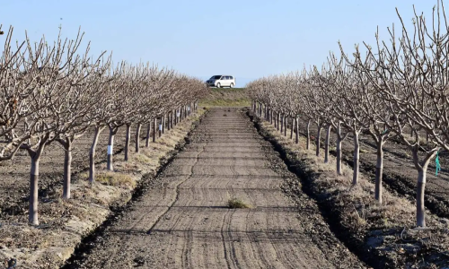Photograph of orchard in San Joaquin Valley, California in April 2021 after a year of historically low winter precipitation (Overpeck, 2021). Normally, this area is very productive and a major exporter of fruit and nuts.