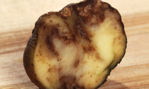 A potato infected with Phytophthora infestans, the fungus that causes potato blight (Stromberg, 2013, Smithsonian).