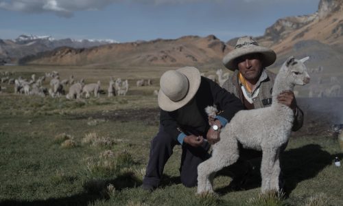 Photograph of alpaca herders with their livestock taken in 2021. The baby alpaca in the front was injected with medicine before the herd’s seasonal migration. Cold snaps brought on by anthropogenic climate change weaken alpacas’ immune systems, exposing them to fatal diseases (from Cinque, 2022).