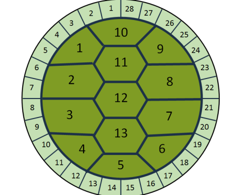 A diagram of a turtle’s shell as a lunar calendar. Each plate in the inner shell represents a lunar month. Each plate on the outer shell corresponds with a day in each lunar month, going counterclockwise (from Ontario Parks, 2010).