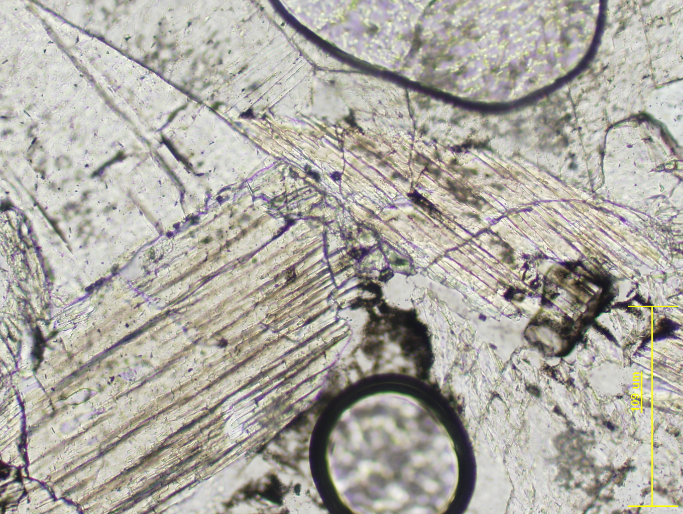Обида микроскоп. Актинолит минерал в шлифе. Пироксен шлиф под микроскопом. Полевой шпат в шлифе. Тремолит минерал в шлифе.