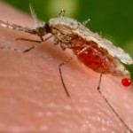 Mosquito-with-Blood-Meal-Excreta-copy-230x163