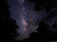 Summer Milky Way and Ponderosa and Juniper Trees  Thoreau, NM
