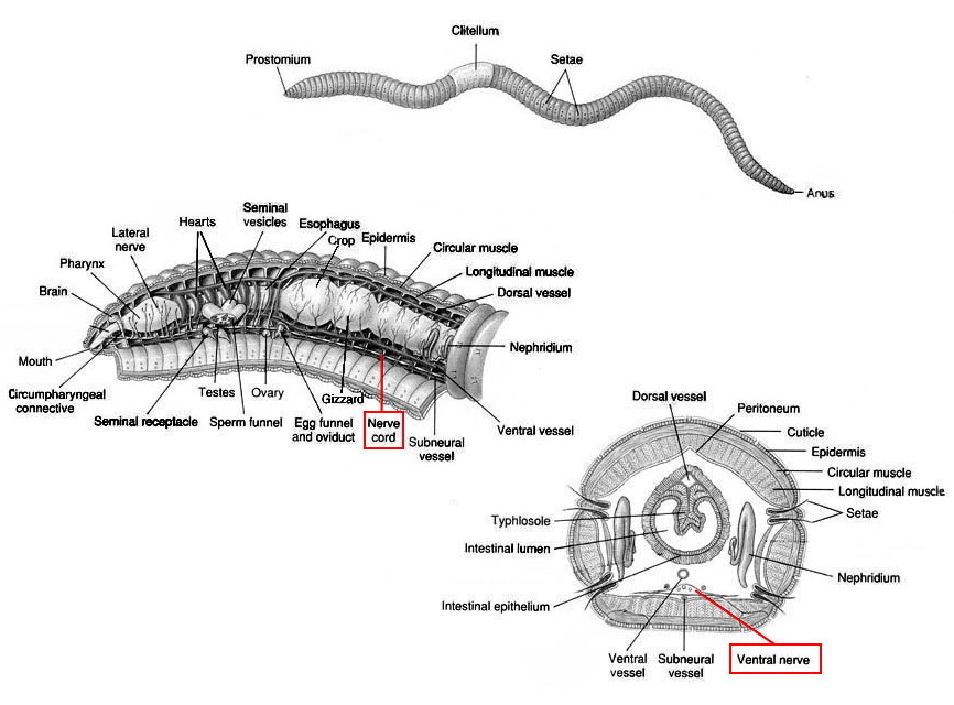 https://www.science.smith.edu/~rolivo/bio300/labs/L4pix/earthworm%20anatomy2.jpg